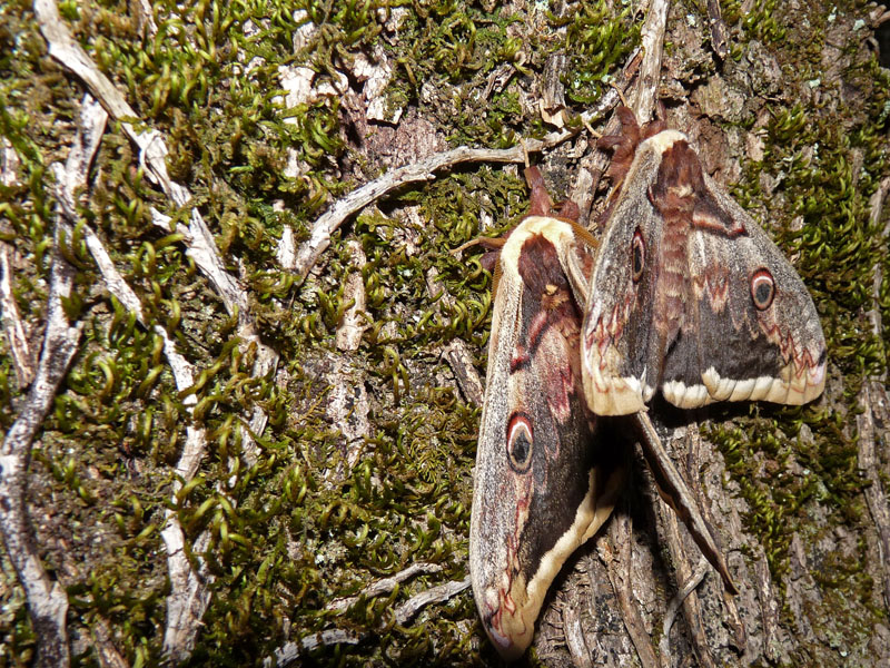 Saturnia pyri